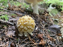 Amanita muscaria guessowii
