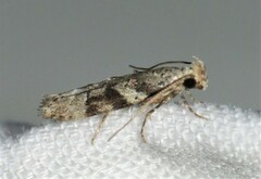 Coleotechnites atrupictella