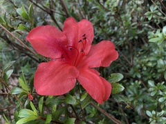 Rhododendron oldhamii