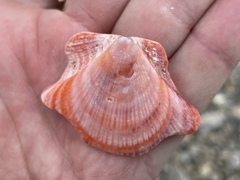 Pectinidae