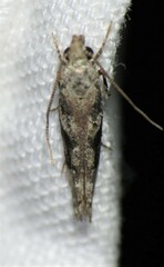 Coleotechnites atrupictella