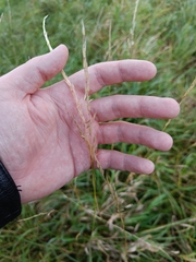 Arrhenatherum elatius