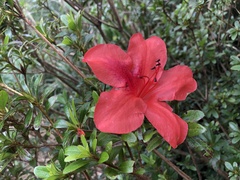 Rhododendron oldhamii