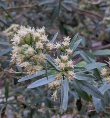 Baccharis salicina