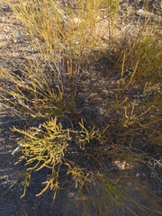 Ephedra viridis