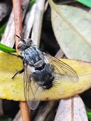 Tachinidae