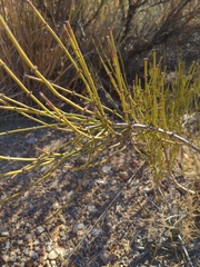 Ephedra viridis