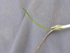 Triglochin laxiflora