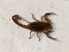 Centruroides