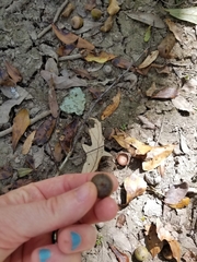 Quercus laurifolia