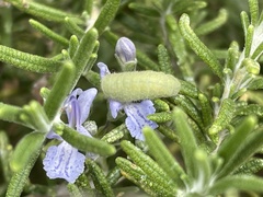 Strymon melinus