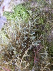 Ericaria selaginoides