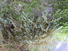 Ericaria selaginoides
