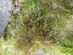 Ericaria selaginoides