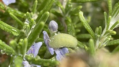 Strymon melinus