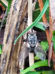 Tachinidae