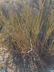 Ephedra viridis