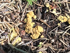Podophacidium xanthomelum