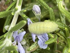 Strymon melinus