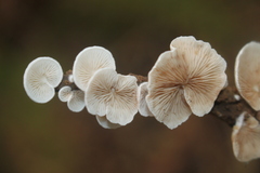 Crepidotus variabilis