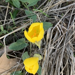 Sternbergia lutea