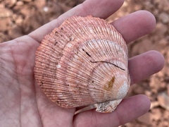 Pectinidae