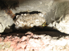 Polistes dominula