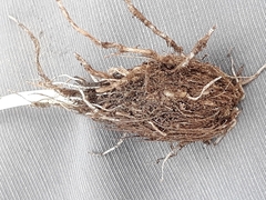 Triglochin laxiflora
