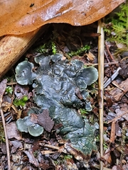 Peltigera collina