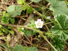Malva neglecta