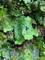 Peltigera aphthosa
