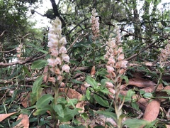 Goodyera foliosa