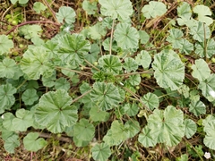 Malva neglecta