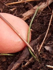 Triglochin laxiflora