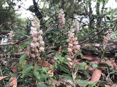 Goodyera foliosa