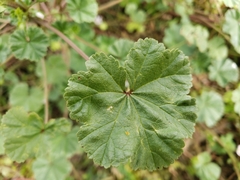 Malva neglecta