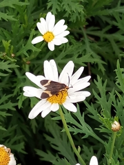 Dycladia