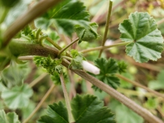 Malva neglecta
