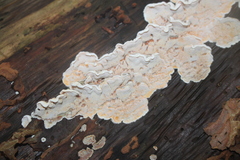 Skeletocutis amorpha