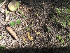 Podophacidium xanthomelum
