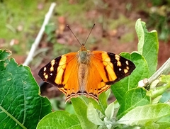 Hypanartia lethe