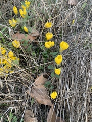 Sternbergia lutea