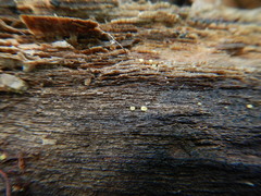 Orbiliales
