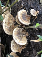 Hexagonia tenuis