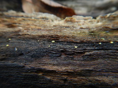 Orbiliales