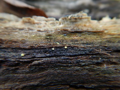 Orbiliales