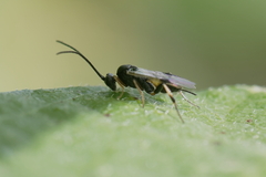 Microgastrinae