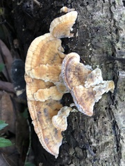 Hexagonia tenuis