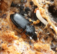 Pterostichus