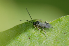 Microgastrinae
